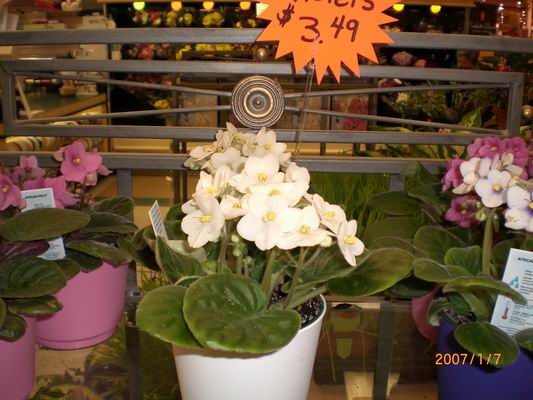 Resize of CIMG0508.JPG